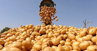 %%البطاطس المصرية فى السواق العالمية%