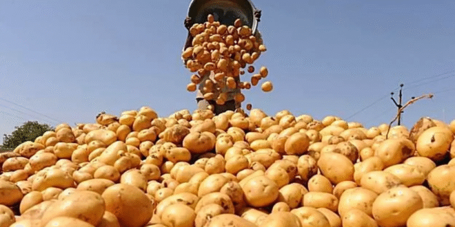 %%البطاطس المصرية فى السواق العالمية%