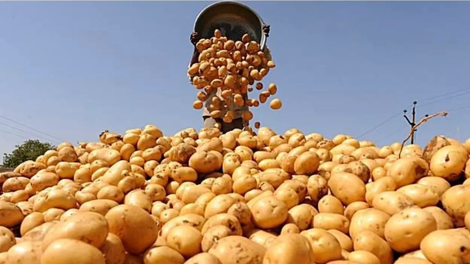 %%البطاطس المصرية فى السواق العالمية%