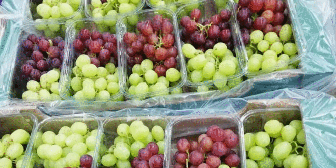 الصادرات المصرية الغذائية للأسواق الدولية