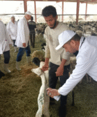 #بعثة بيطرية مصرية فى السعودية