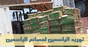 توريد الياسمين للمصانع