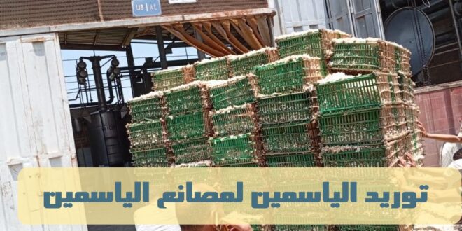 توريد الياسمين للمصانع