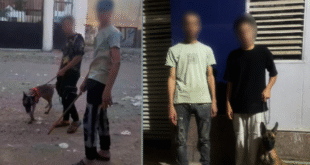 بلطجية الكلاب